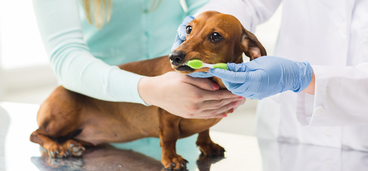 animal hospital nutritional advisory in Channelview
