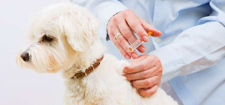 animal hospital nutritional consulting in Cinco Ranch