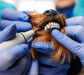 Mathis Dog Dentist