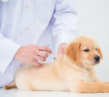 Dog Vaccinations in Mathis