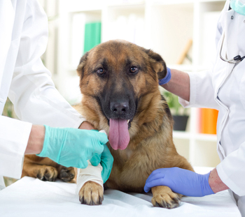 Mathis Emergency Vet