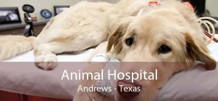 Animal Hospital Andrews - Texas