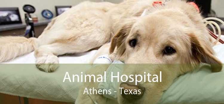 Animal Hospital Athens - Texas