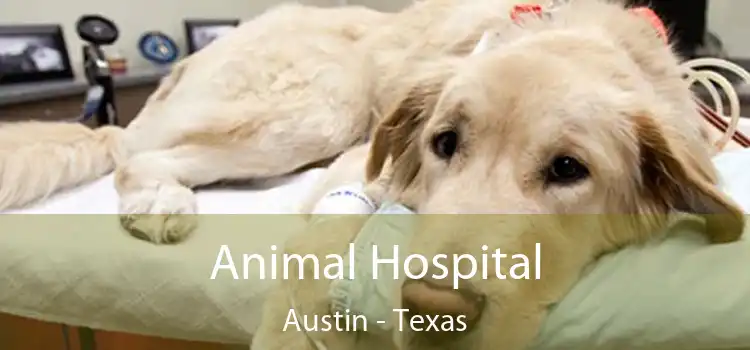 Animal Hospital Austin - Texas