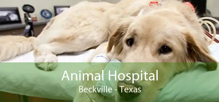 Animal Hospital Beckville - Texas