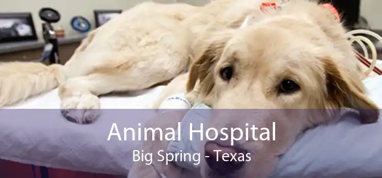 Animal Hospital Big Spring - Texas