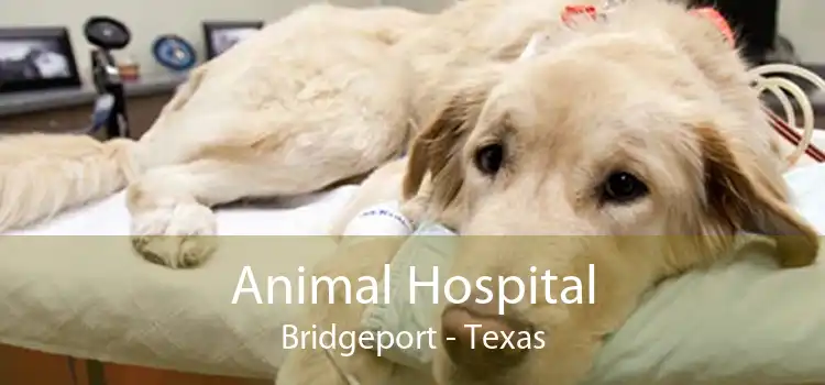 Animal Hospital Bridgeport - Texas