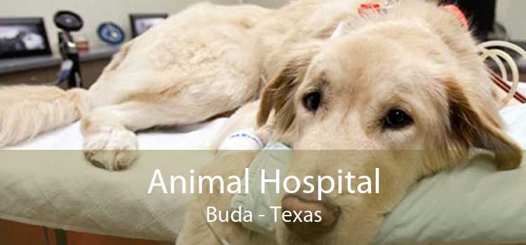 Animal Hospital Buda - Texas