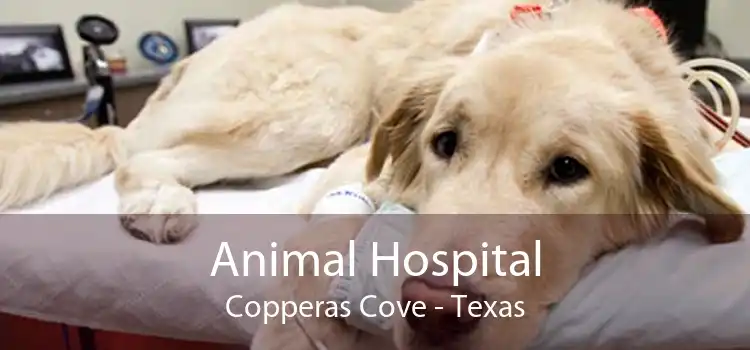 Animal Hospital Copperas Cove - Texas