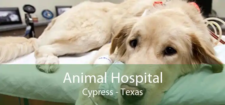 Animal Hospital Cypress - Texas