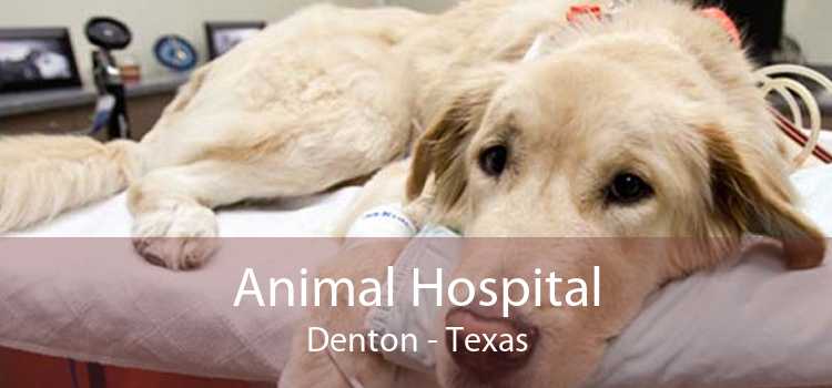 Animal Hospital Denton - Texas