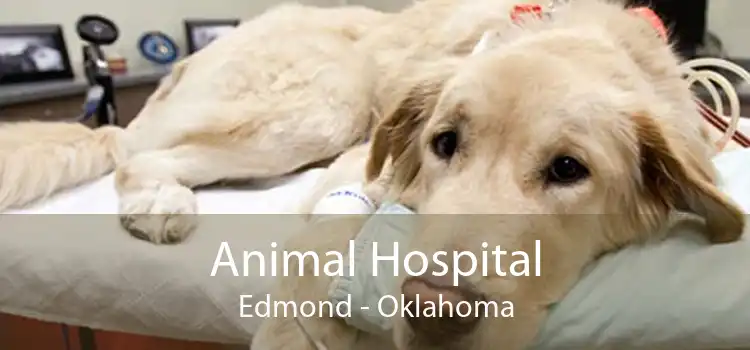 Animal Hospital Edmond - Oklahoma
