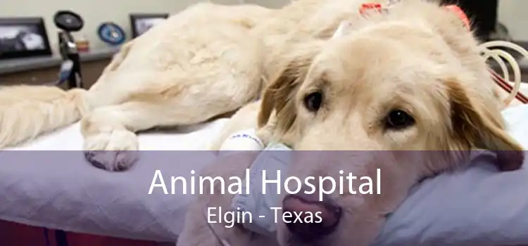 Animal Hospital Elgin - Texas