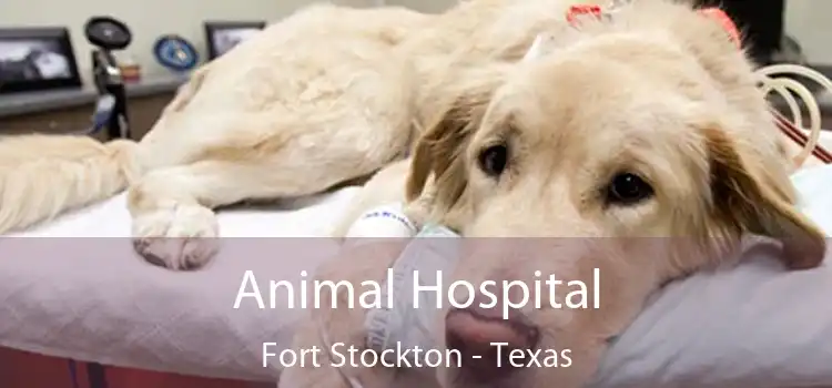 Animal Hospital Fort Stockton - Texas