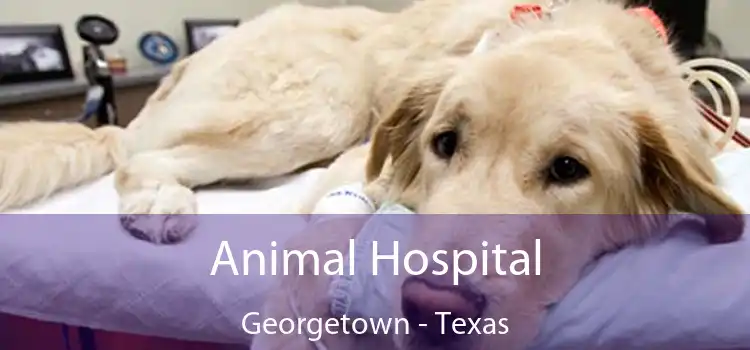 Animal Hospital Georgetown - Texas