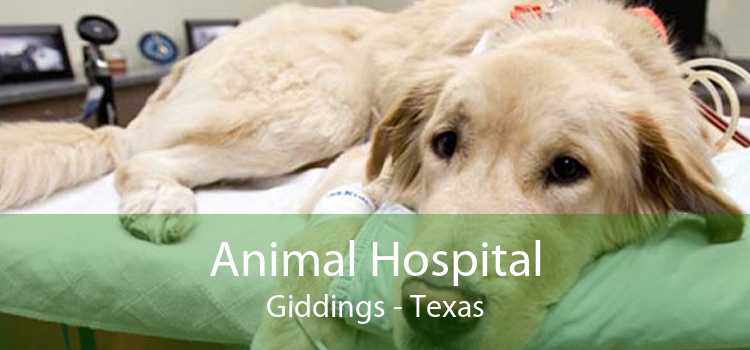 Animal Hospital Giddings - Texas