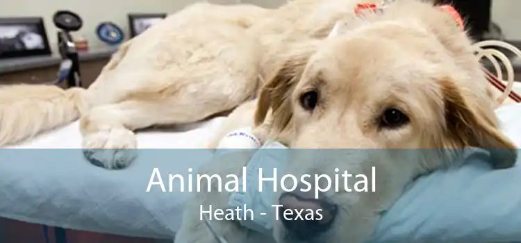 Animal Hospital Heath - Texas
