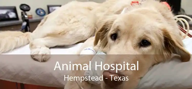 Animal Hospital Hempstead - Texas