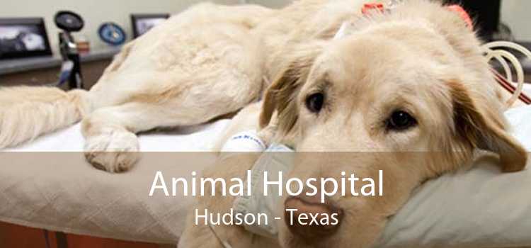 Animal Hospital Hudson - Texas