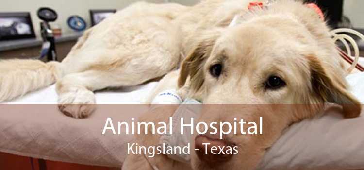 Animal Hospital Kingsland - Texas