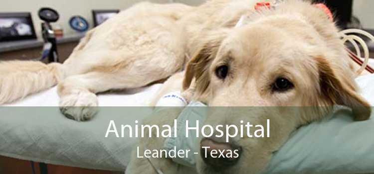 Animal Hospital Leander - Texas