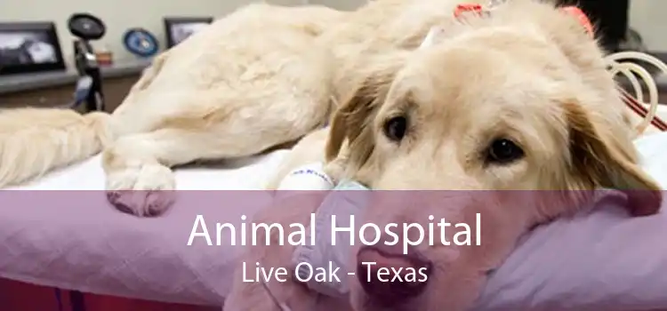 Animal Hospital Live Oak - Texas