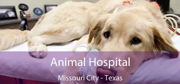 Animal Hospital Missouri City - Texas