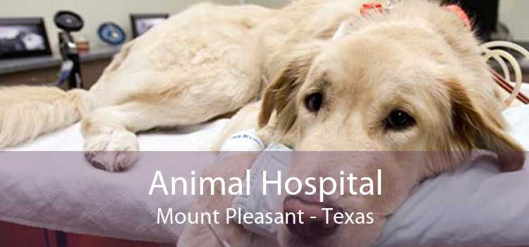 Animal Hospital Mount Pleasant - Texas