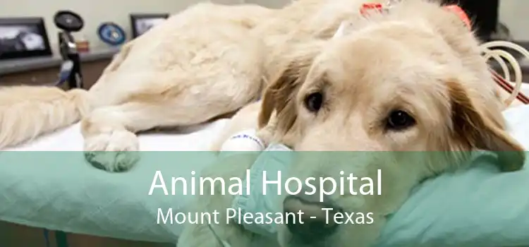 Animal Hospital Mount Pleasant - Texas