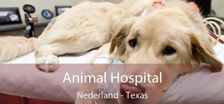 Animal Hospital Nederland - Texas