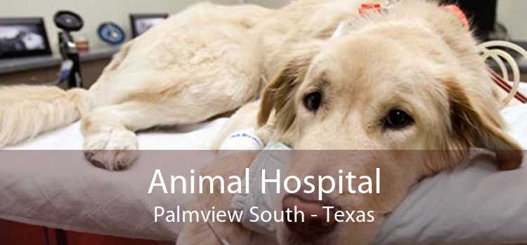 Animal Hospital Palmview South - Texas