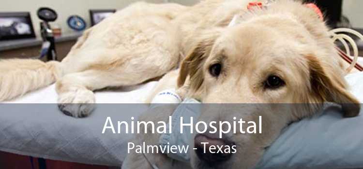 Animal Hospital Palmview - Texas