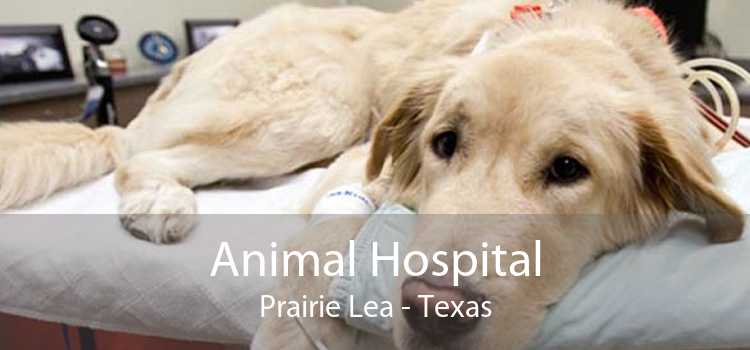 Animal Hospital Prairie Lea - Texas