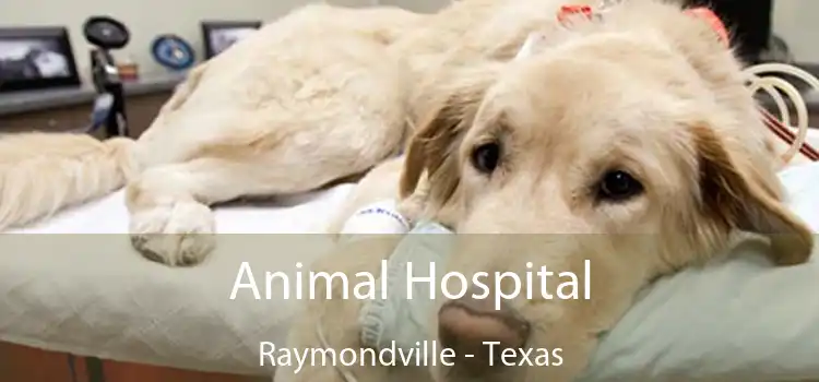 Animal Hospital Raymondville - Texas