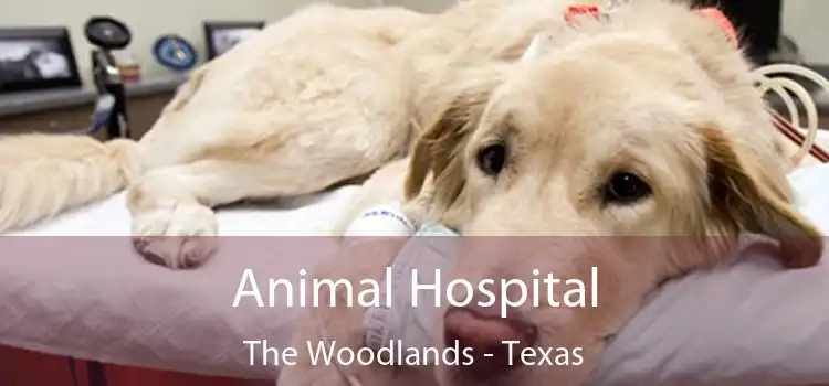 Animal Hospital The Woodlands - Texas