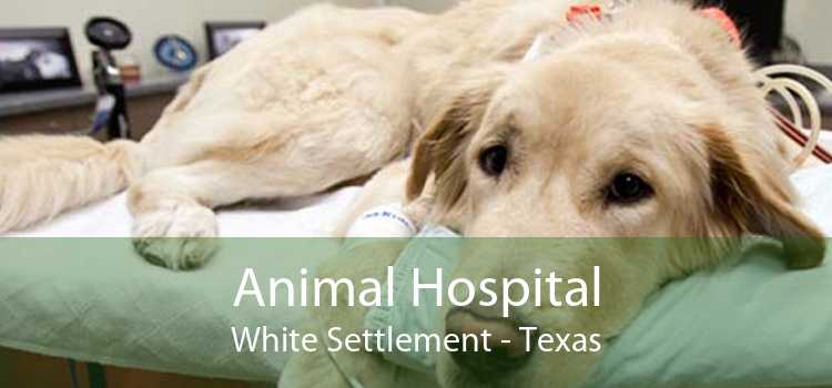 Animal Hospital White Settlement - Texas