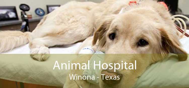 Animal Hospital Winona - Texas