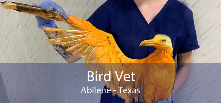 Bird Vet Abilene - Texas