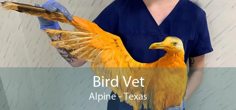 Bird Vet Alpine - Texas
