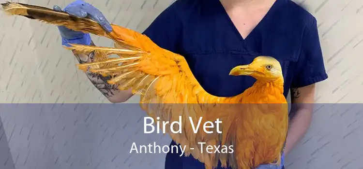 Bird Vet Anthony - Texas