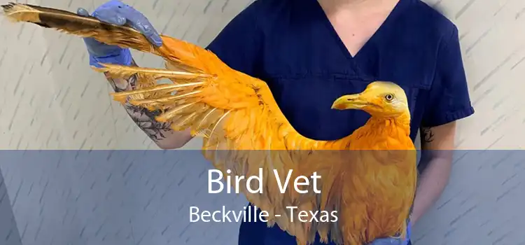 Bird Vet Beckville - Texas