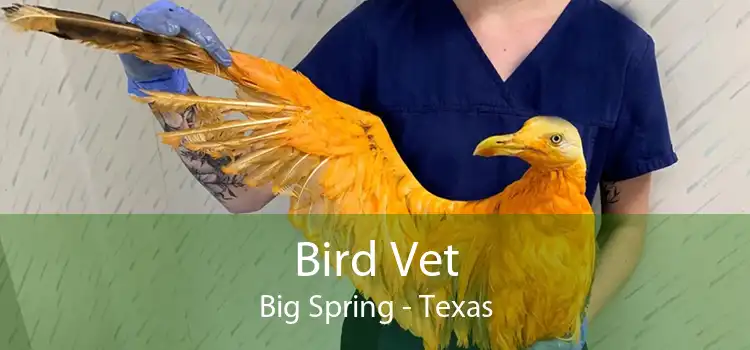 Bird Vet Big Spring - Texas