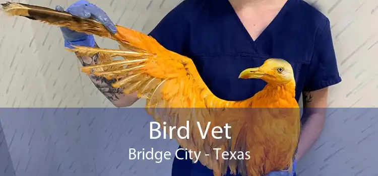 Bird Vet Bridge City - Texas