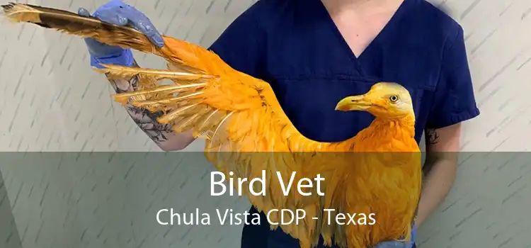 Bird Vet Chula Vista CDP - Texas