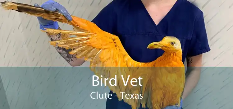 Bird Vet Clute - Texas