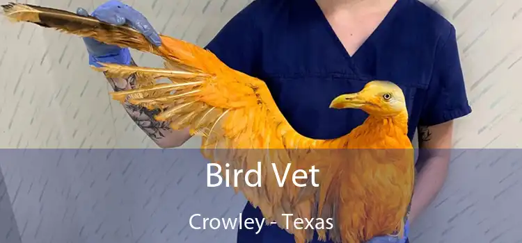 Bird Vet Crowley - Texas