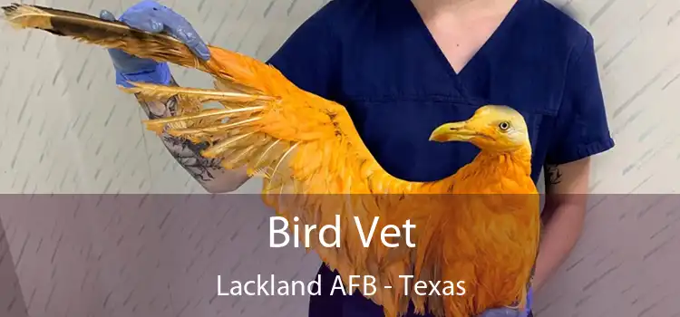Bird Vet Lackland AFB - Texas