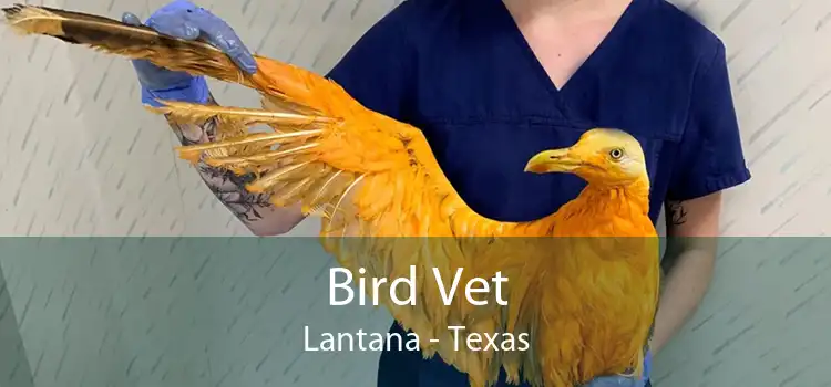 Bird Vet Lantana - Texas