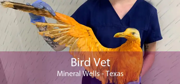Bird Vet Mineral Wells - Texas