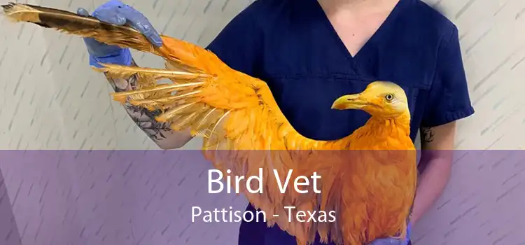 Bird Vet Pattison - Texas
